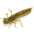 Dragonfly 1.7" Green Pumpkin Seed