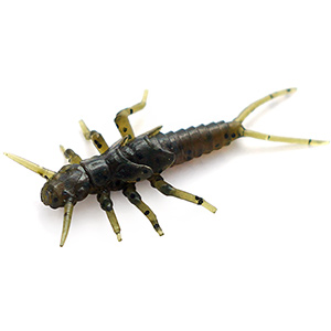 Stonefly