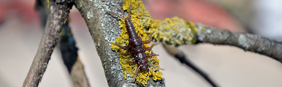Stonefly