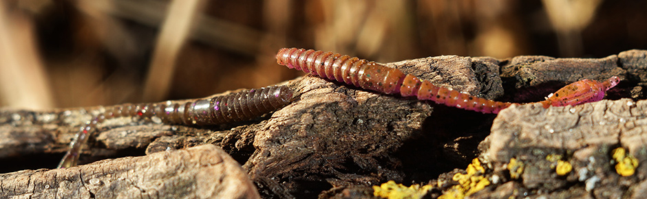 ARW Worm