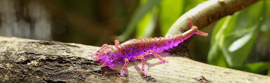 Diving Bug